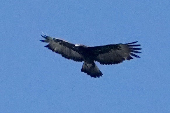 Aigle de Gurney - ML642955792
