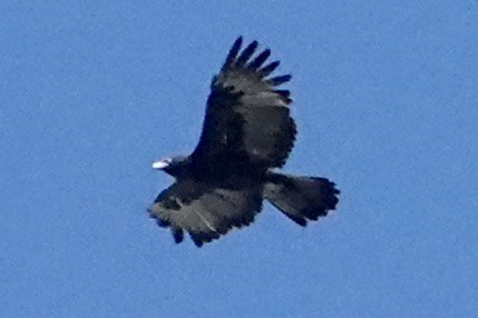 Aigle de Gurney - ML642955793