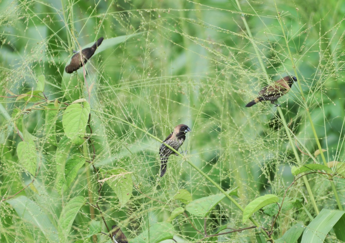 Black-throated Munia - ML642955812