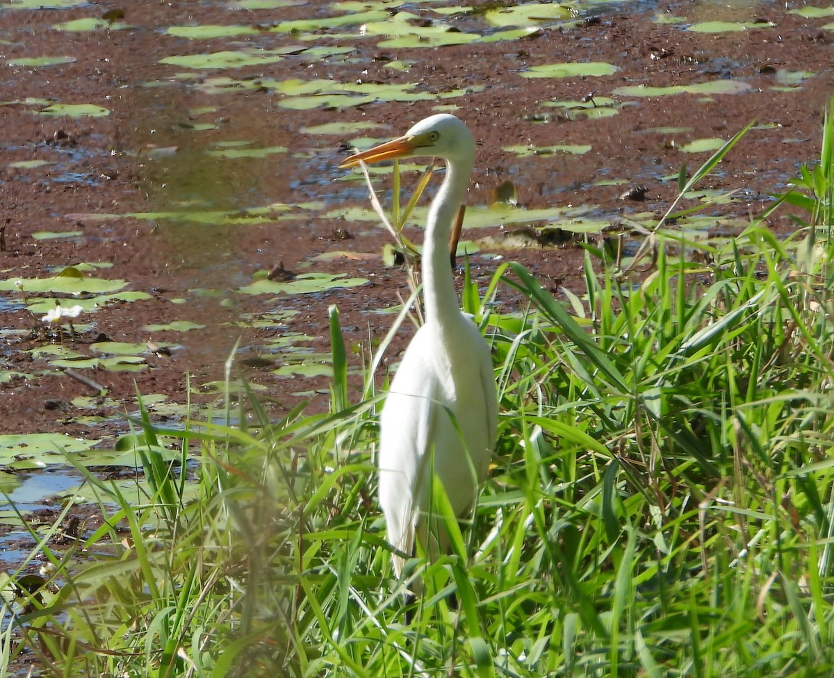 Plumed Egret - ML642955815