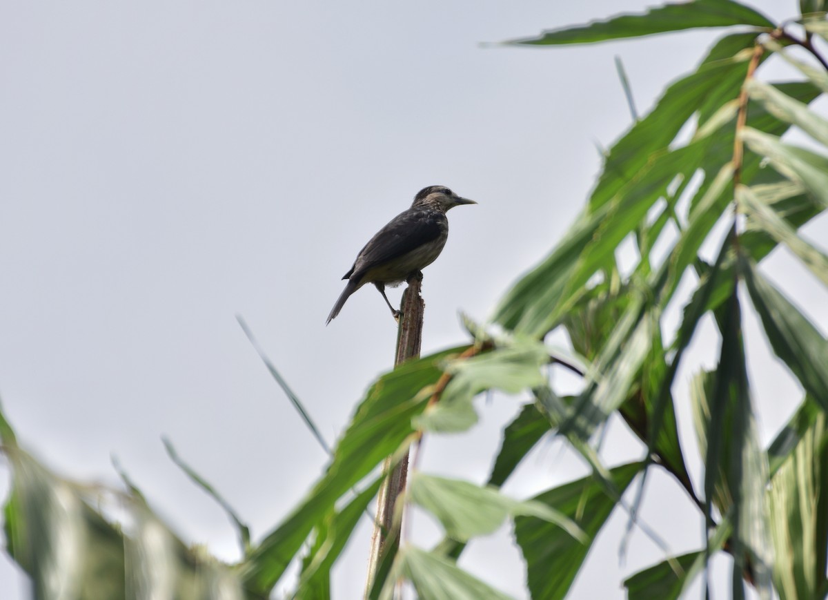 White-faced Starling - ML642955821
