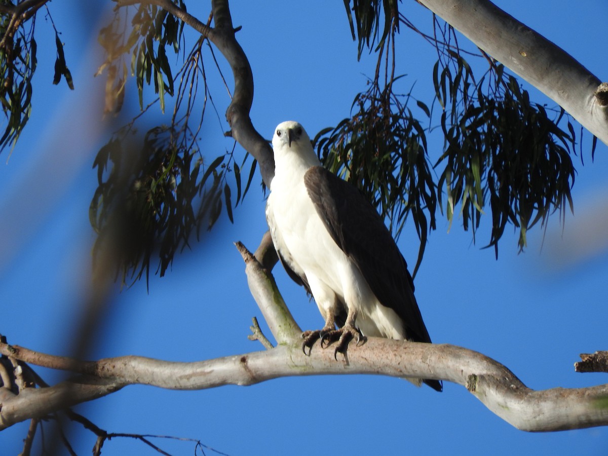 White-bellied Sea-Eagle - ML642955822