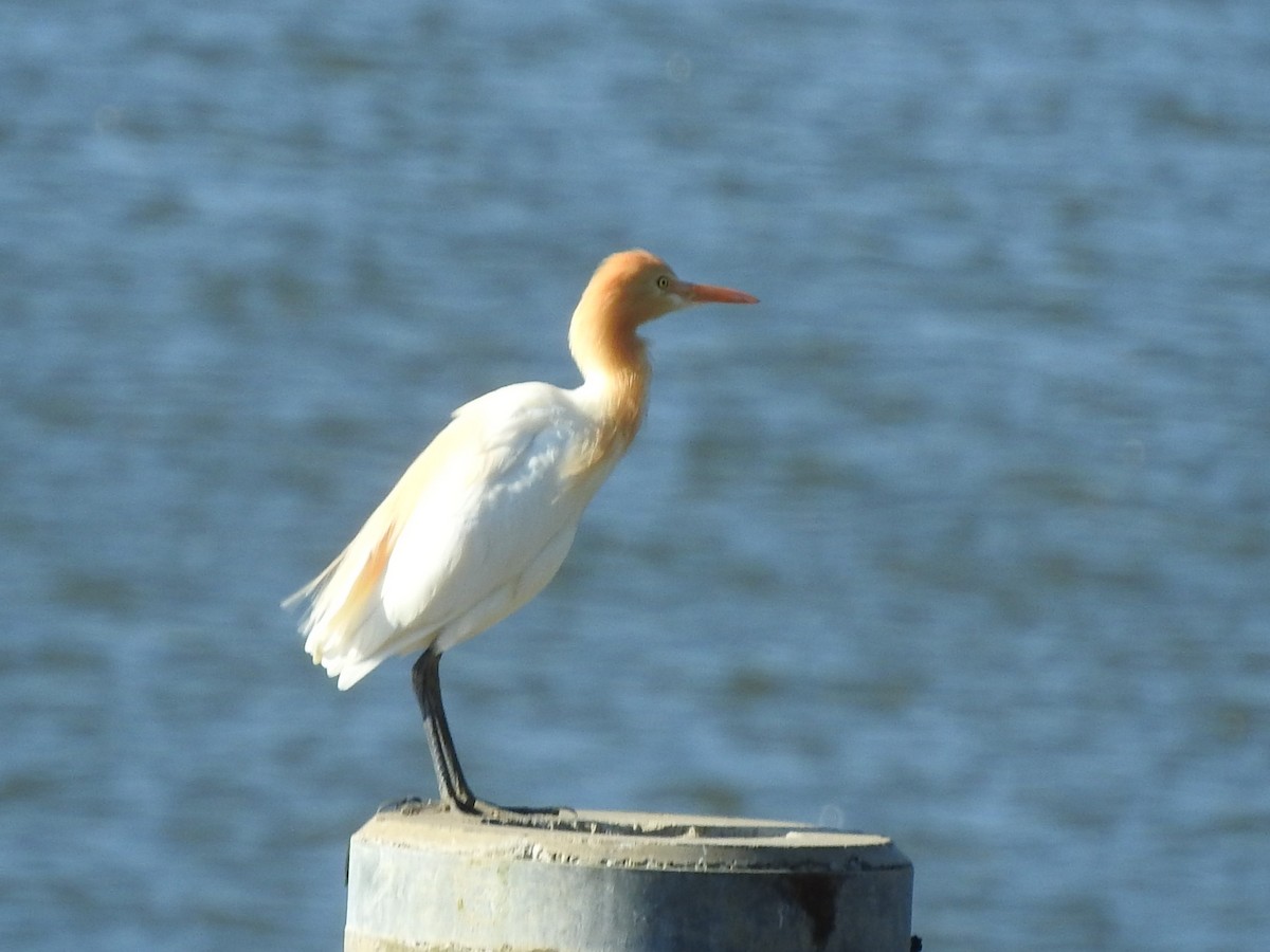 Eastern Cattle-Egret - ML642955844