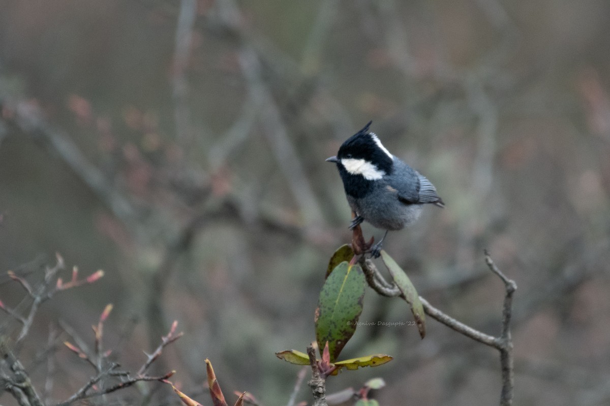 Rufous-vented Tit - ML642955846