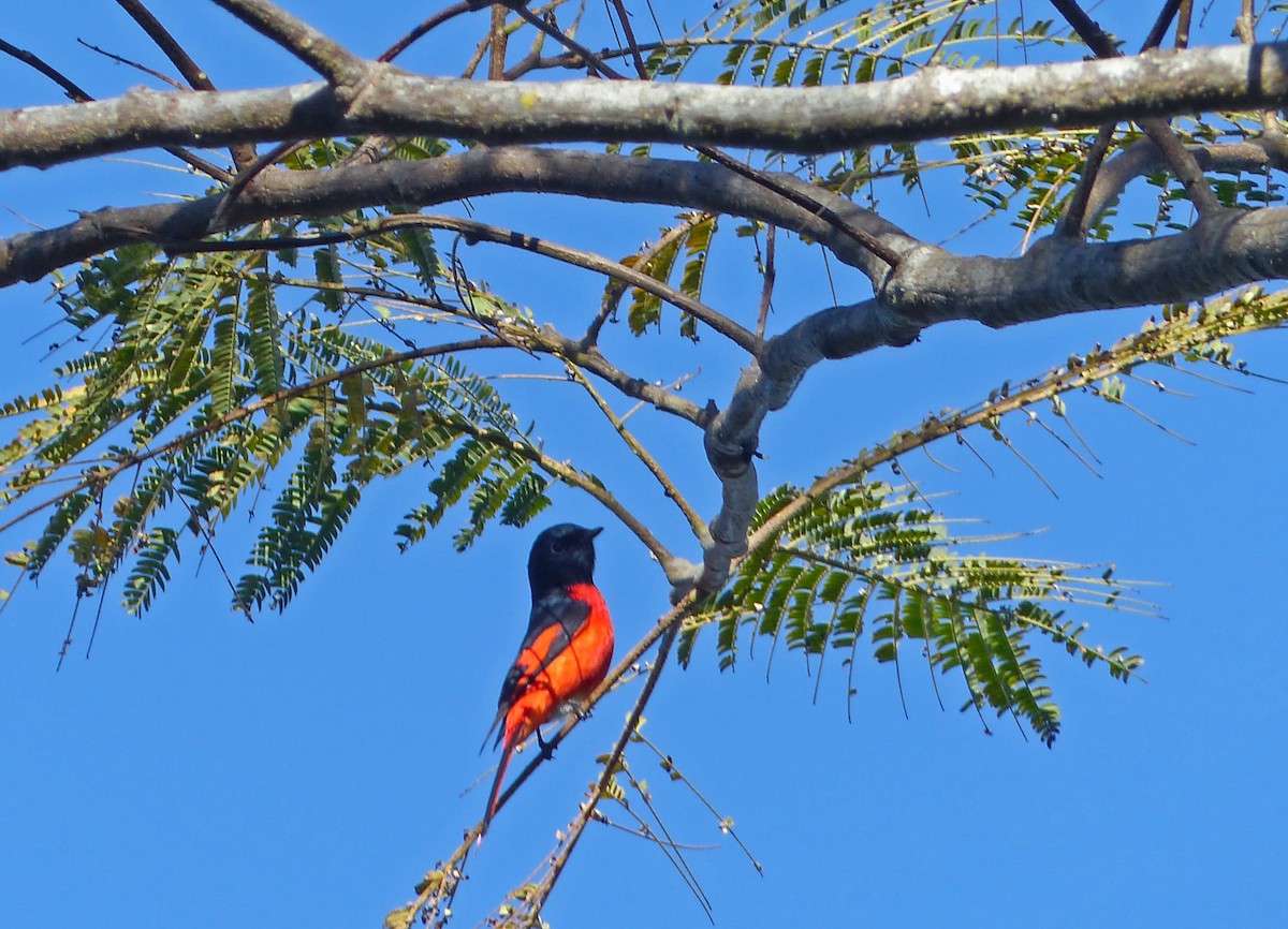 Kurzschnabel-Mennigvogel - ML642955847