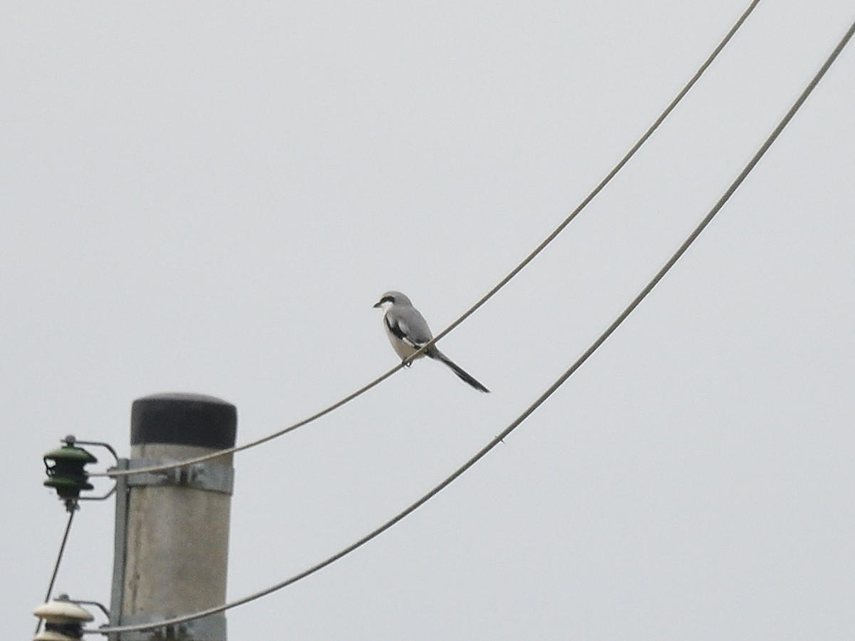 Chinese Gray Shrike - ML642955851