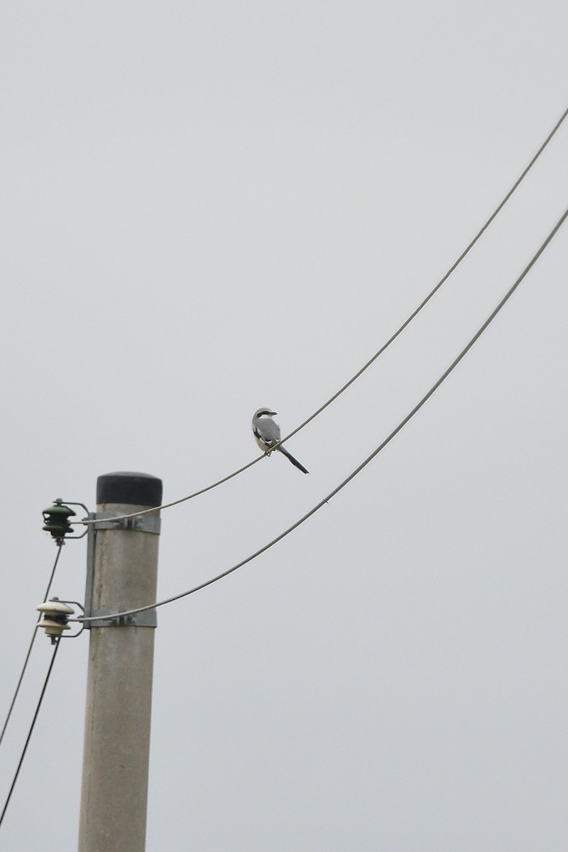 Chinese Gray Shrike - ML642955852