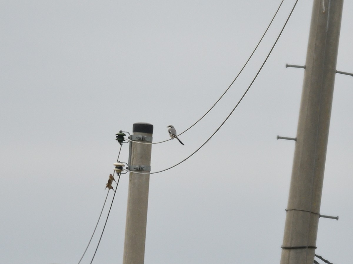 Chinese Gray Shrike - ML642955853