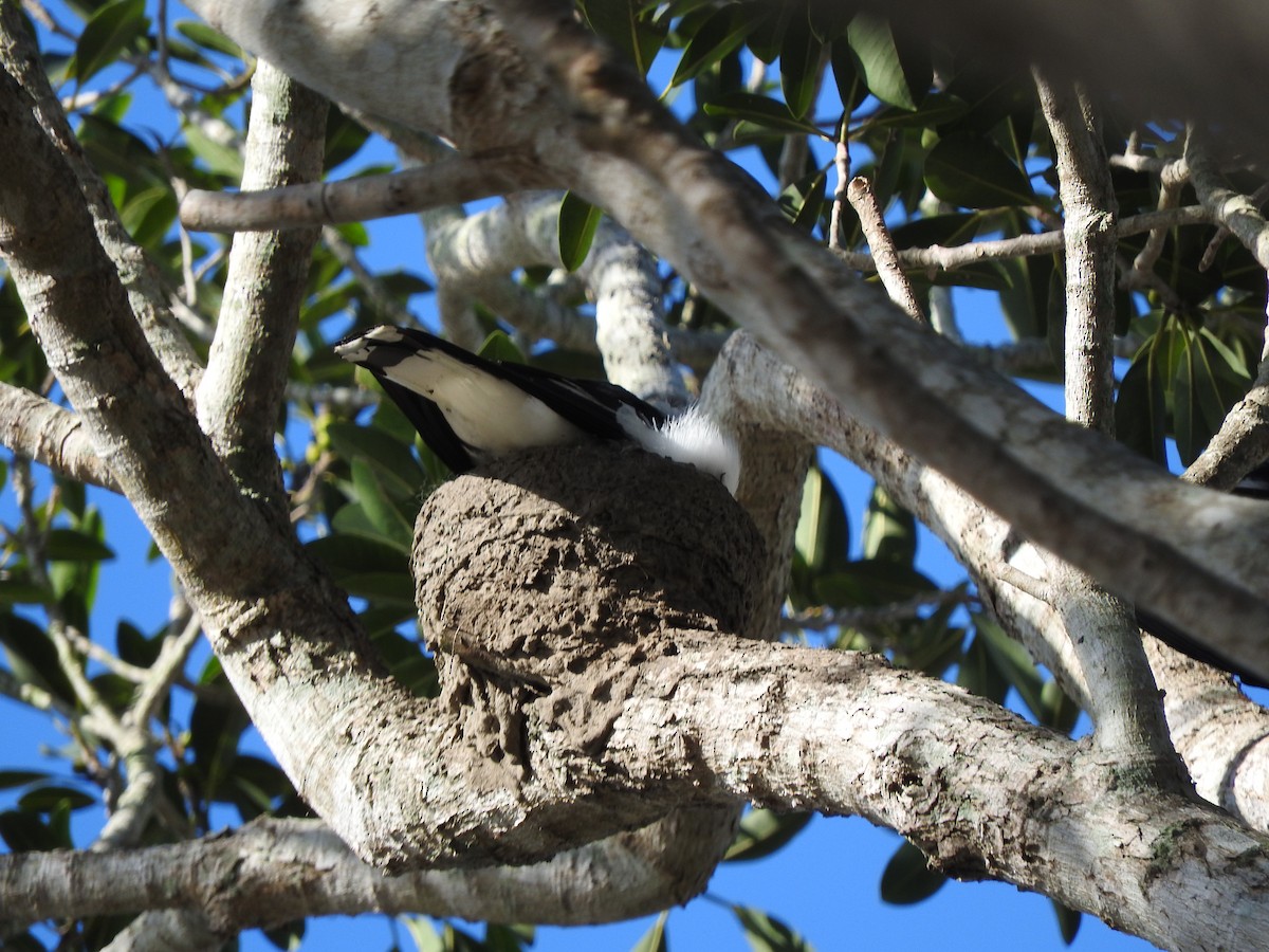 Magpie-lark - ML642955854