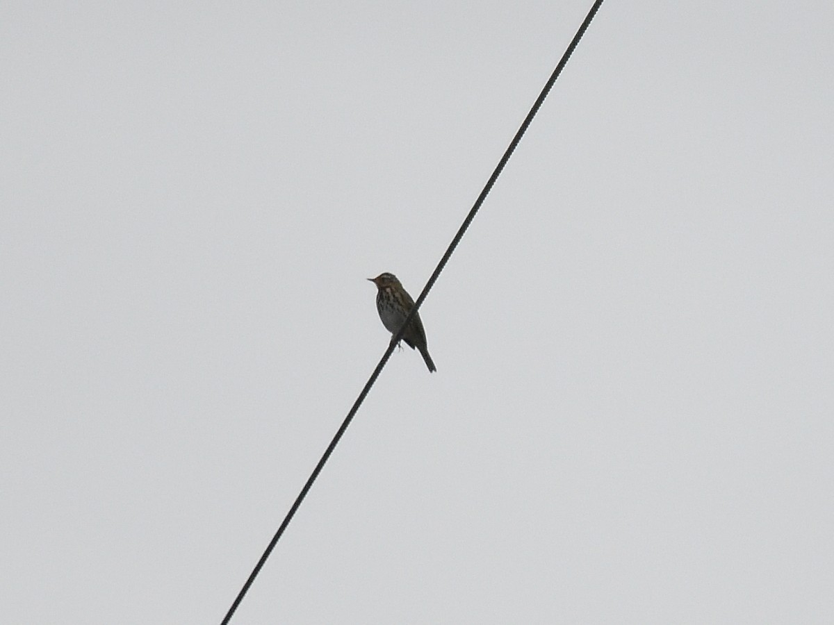 Olive-backed Pipit - ML642955858