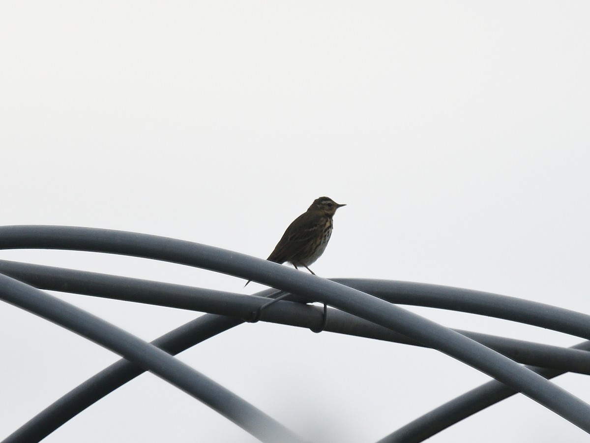 Olive-backed Pipit - ML642955859