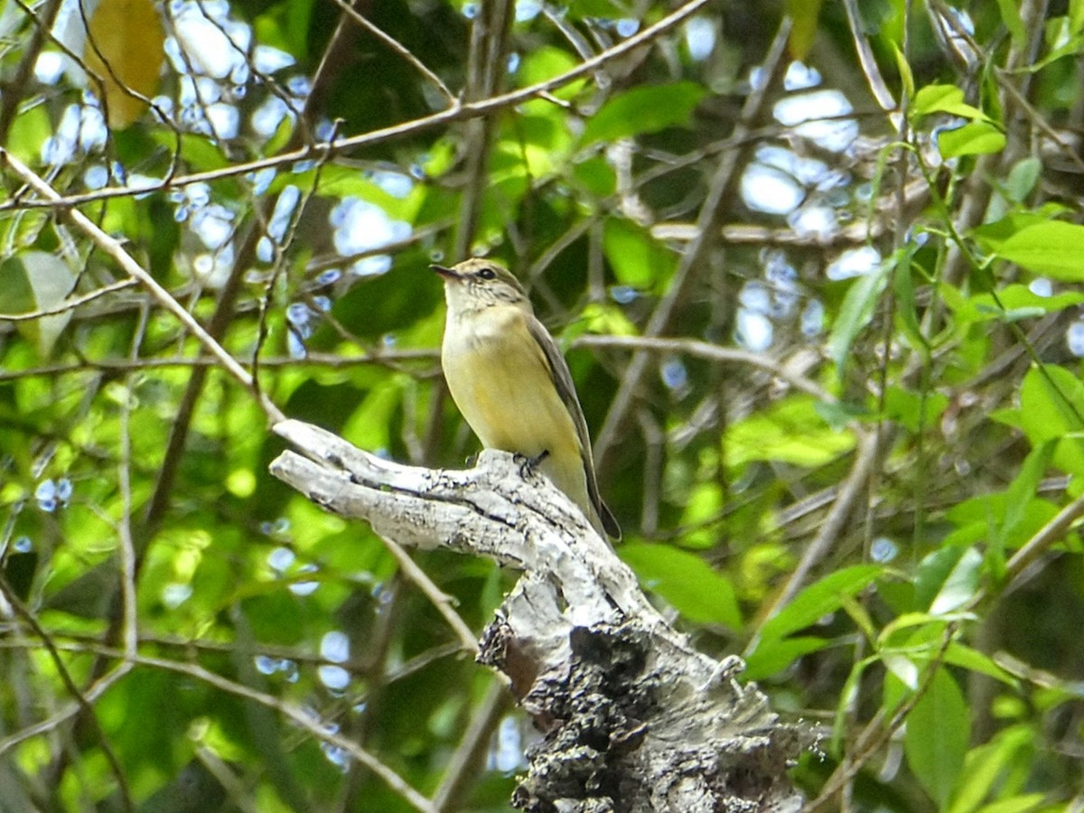 Lemon-bellied Flyrobin - ML642955885