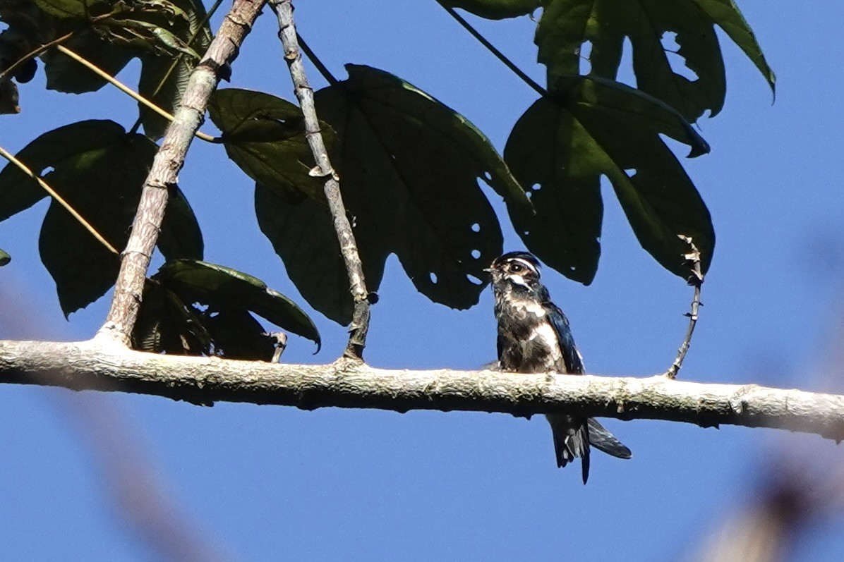 Whiskered Treeswift - ML642955912