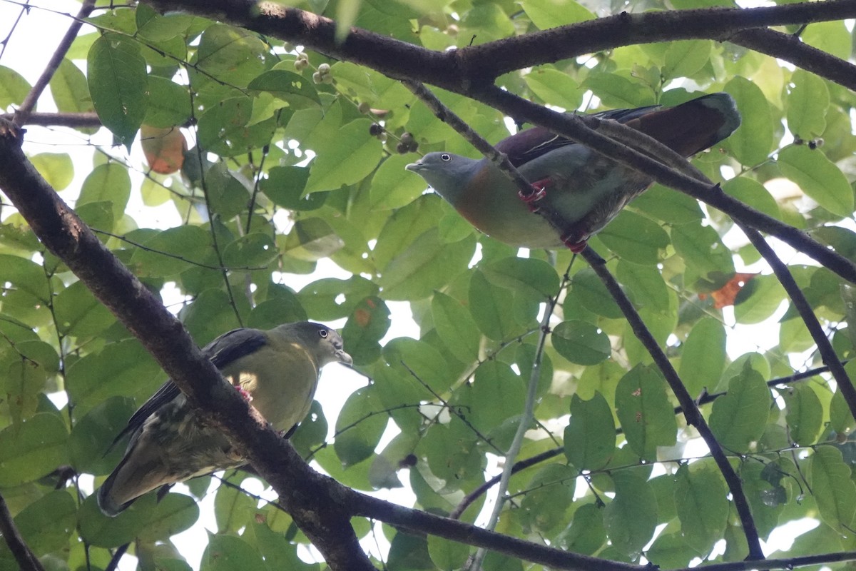 Little Green-Pigeon - ML642955914