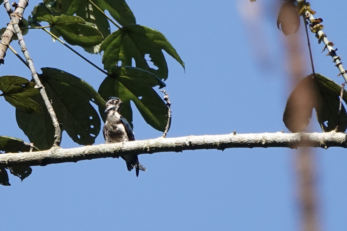 Whiskered Treeswift - ML642955920