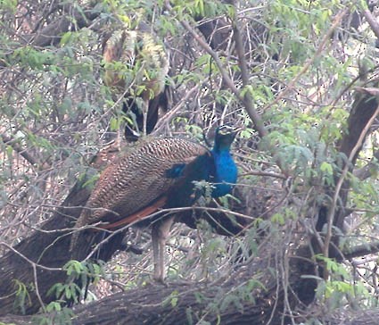 Pfau - ML642955931