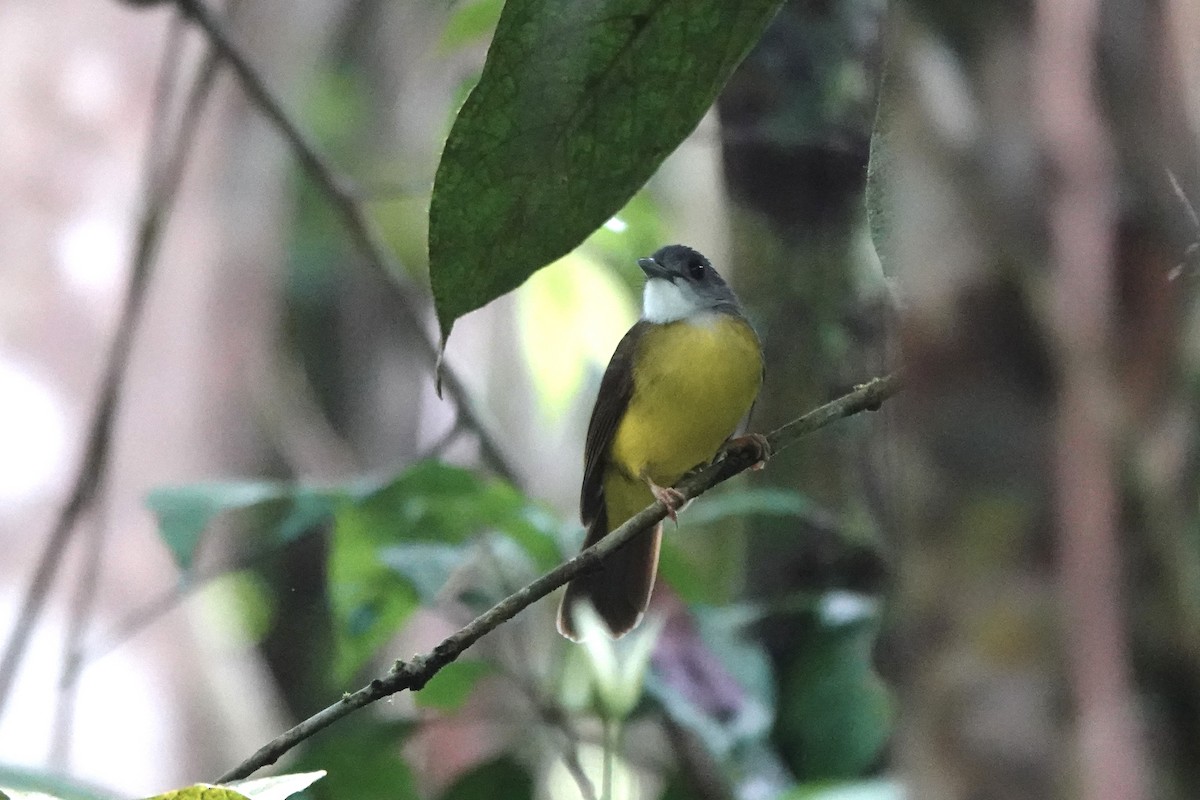 Yellow-bellied Bulbul - ML642955944