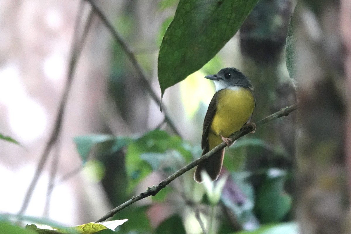 Yellow-bellied Bulbul - ML642955945