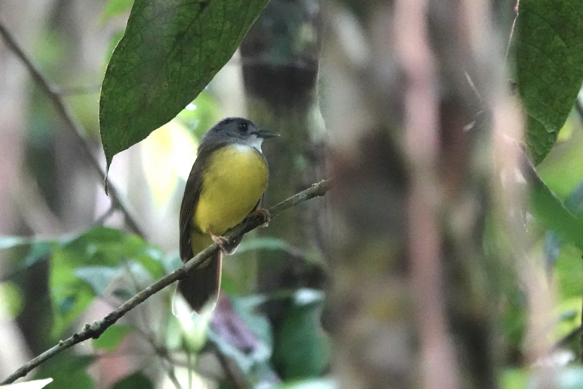 Yellow-bellied Bulbul - ML642955946