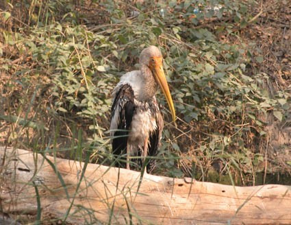 Buntstorch - ML642955953