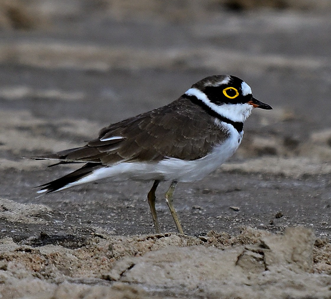 Little Ringed Plover - ML642955961
