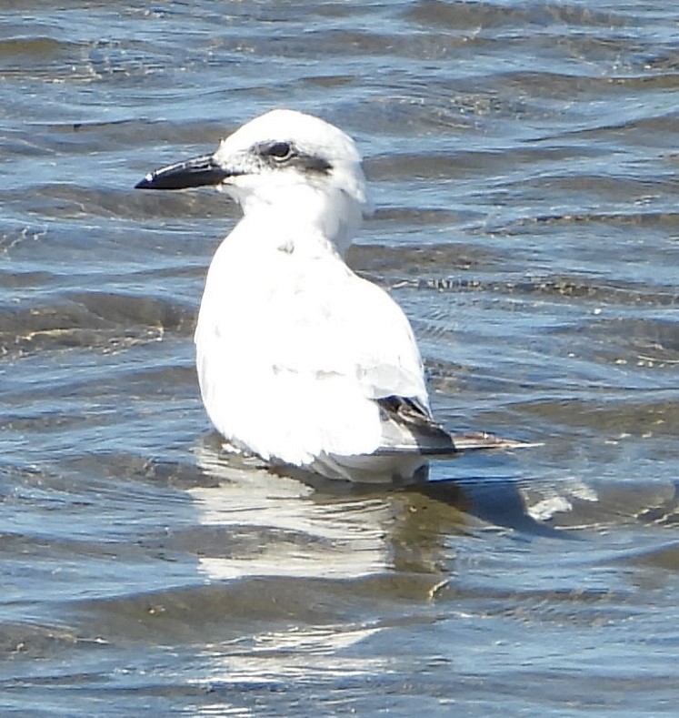 Australian Tern - ML642955962