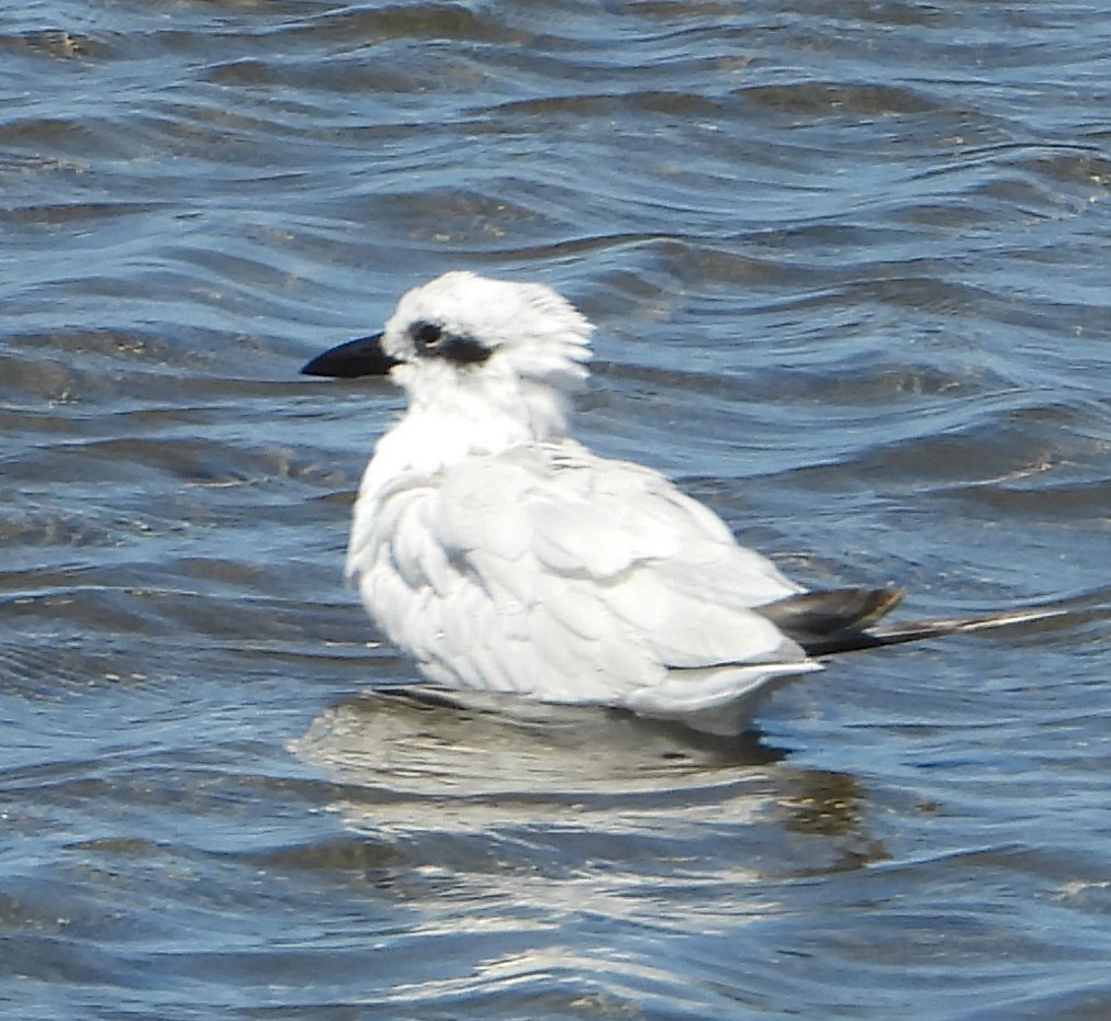 Australian Tern - ML642955963