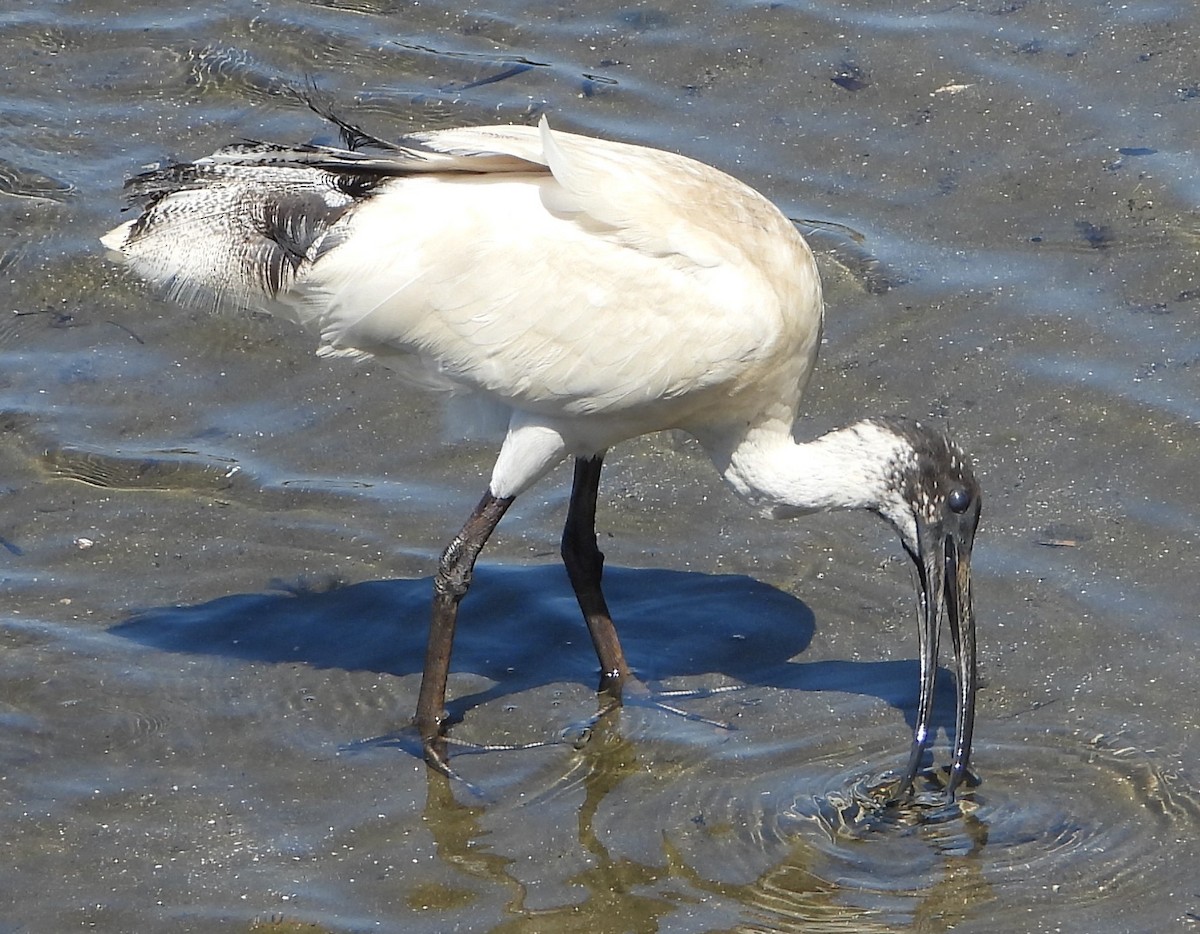 Australian Ibis - ML642955966