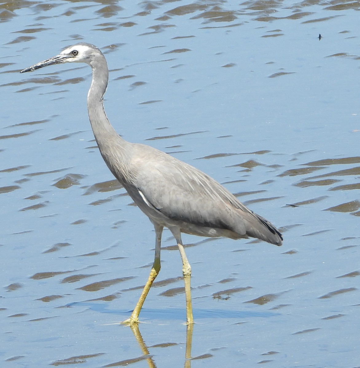 White-faced Heron - ML642955979