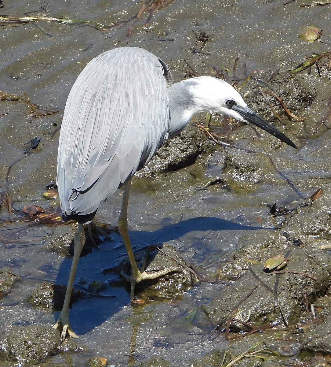 White-faced Heron - ML642955980