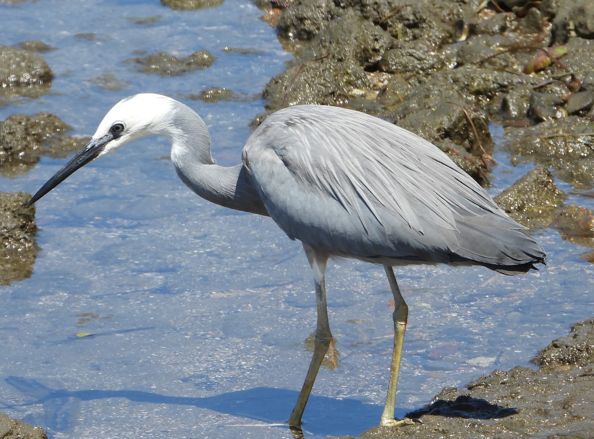 White-faced Heron - ML642955981