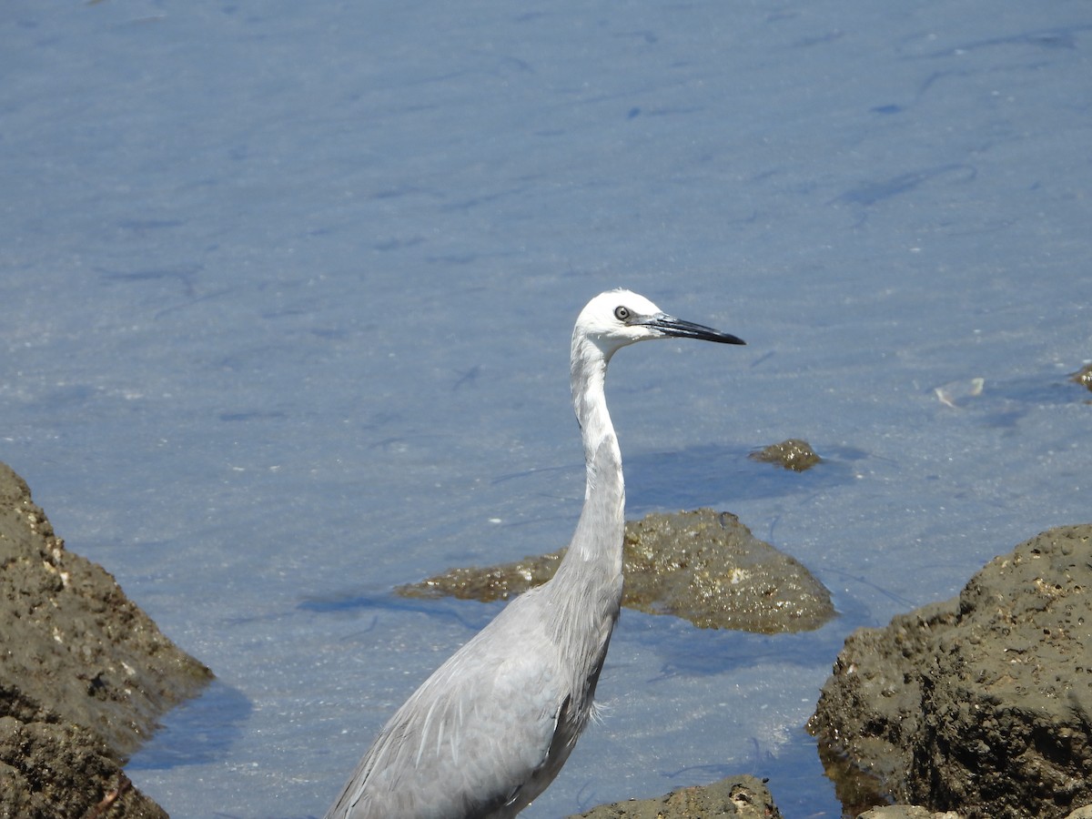 White-faced Heron - ML642955982