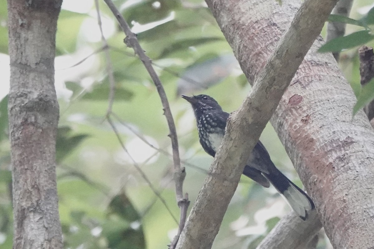 Spotted Fantail - ML642955983
