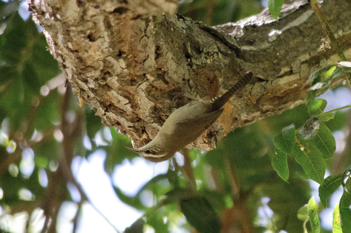 Bewick's Wren - ML642955985