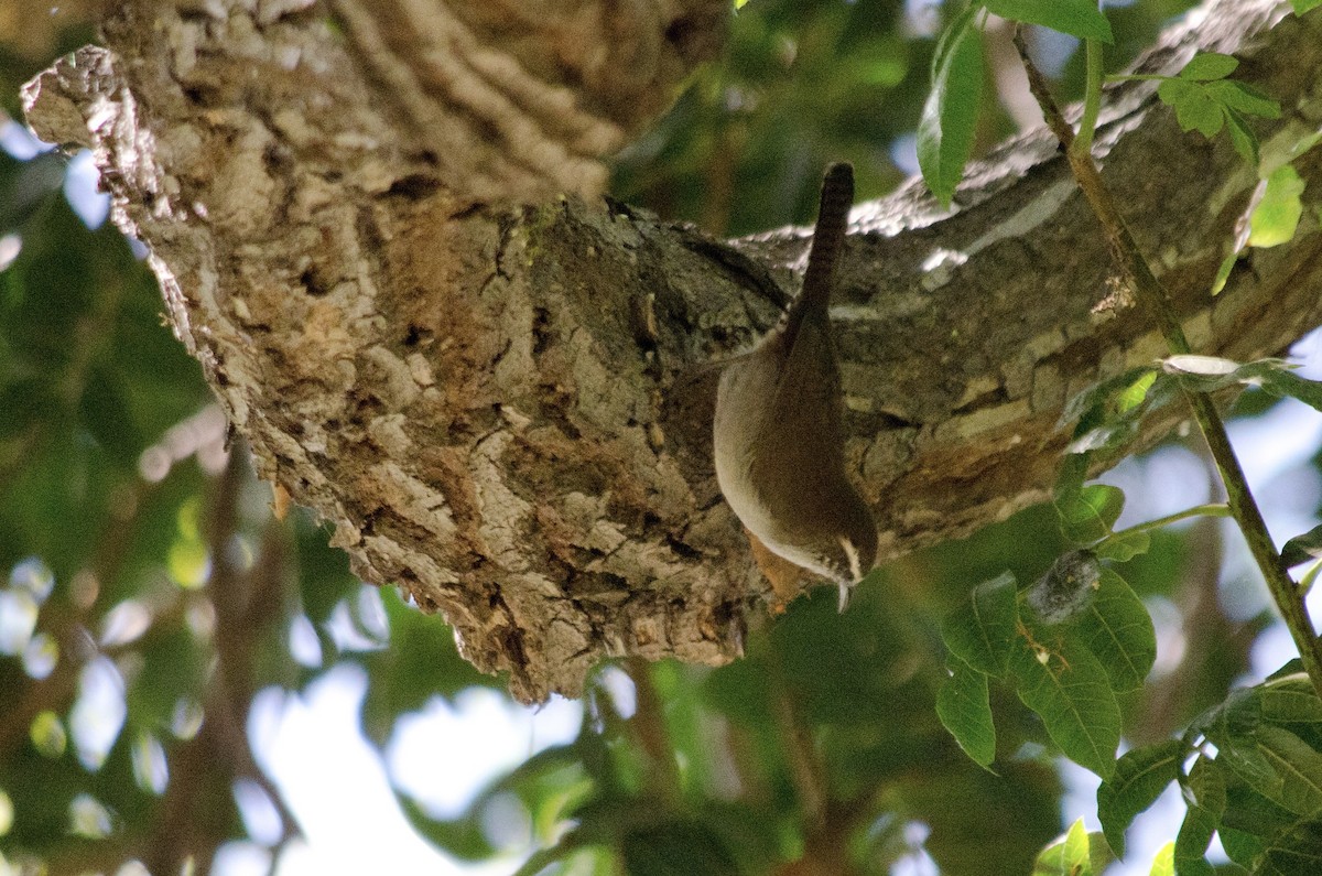 Bewick's Wren - ML642955986