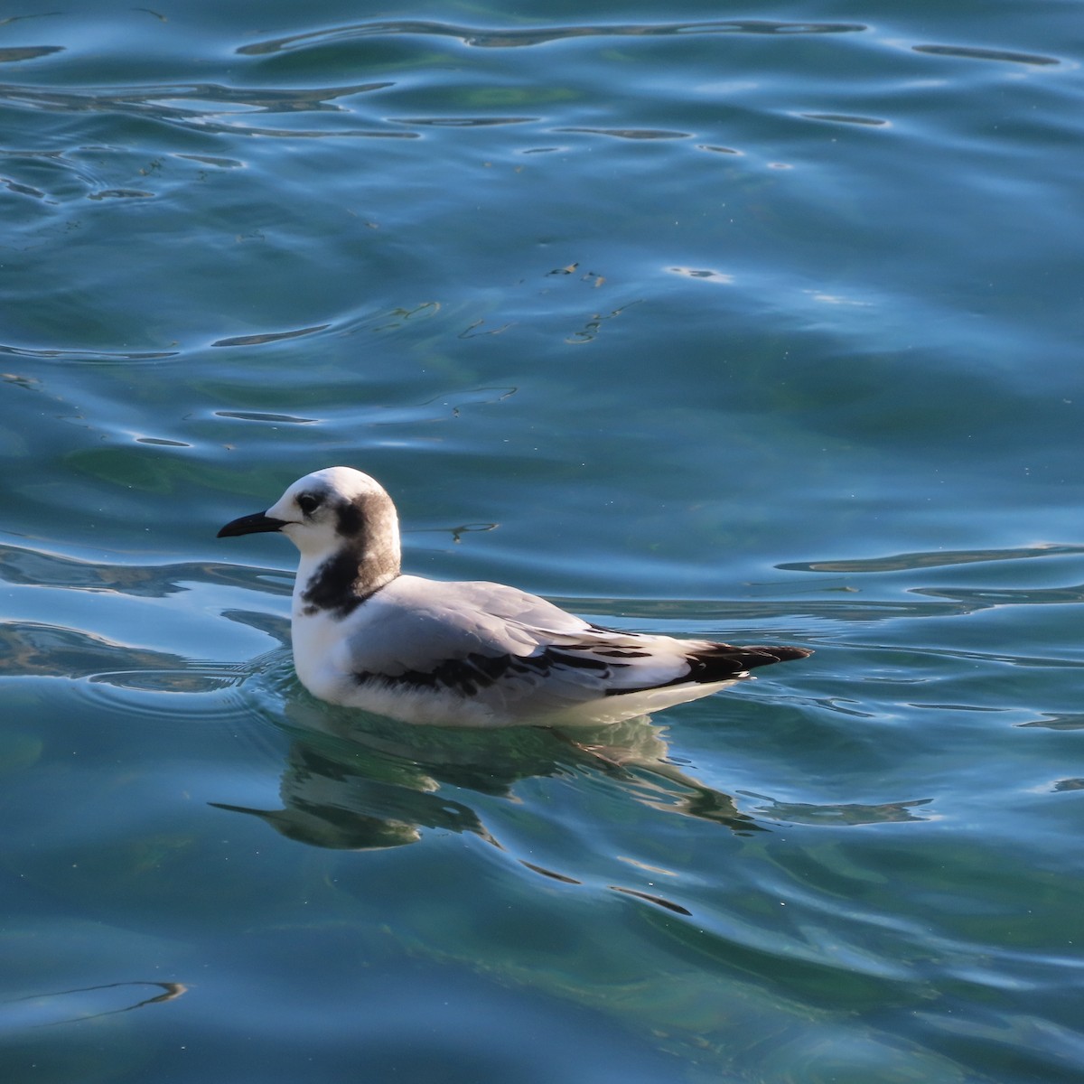 Black-legged Kittiwake - ML642955996