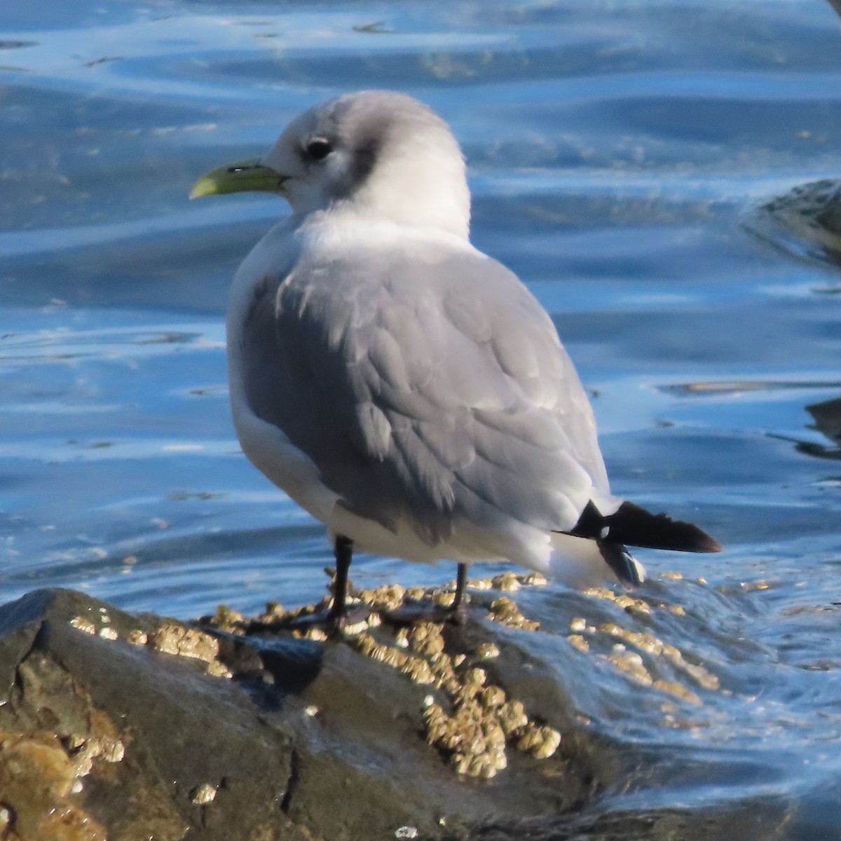 Black-legged Kittiwake - ML642955997