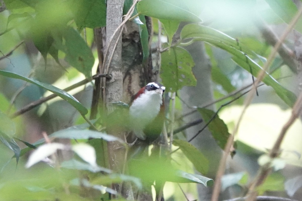 Sunda Scimitar-Babbler - ML642955998