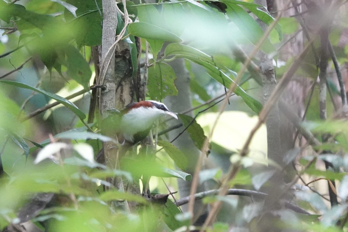 Sunda Scimitar-Babbler - ML642955999