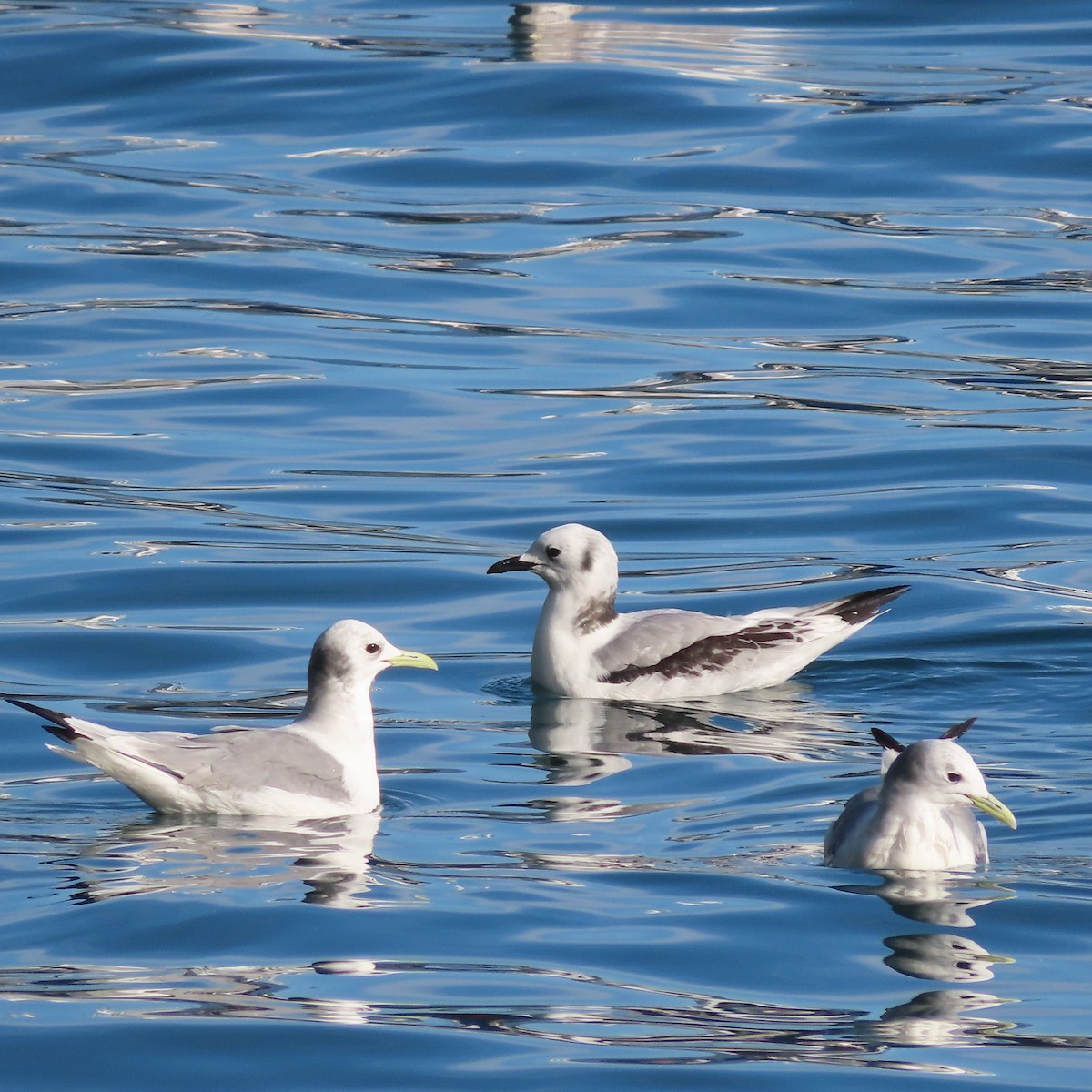Black-legged Kittiwake - ML642956000