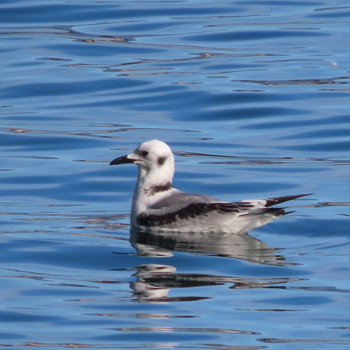 Black-legged Kittiwake - ML642956001