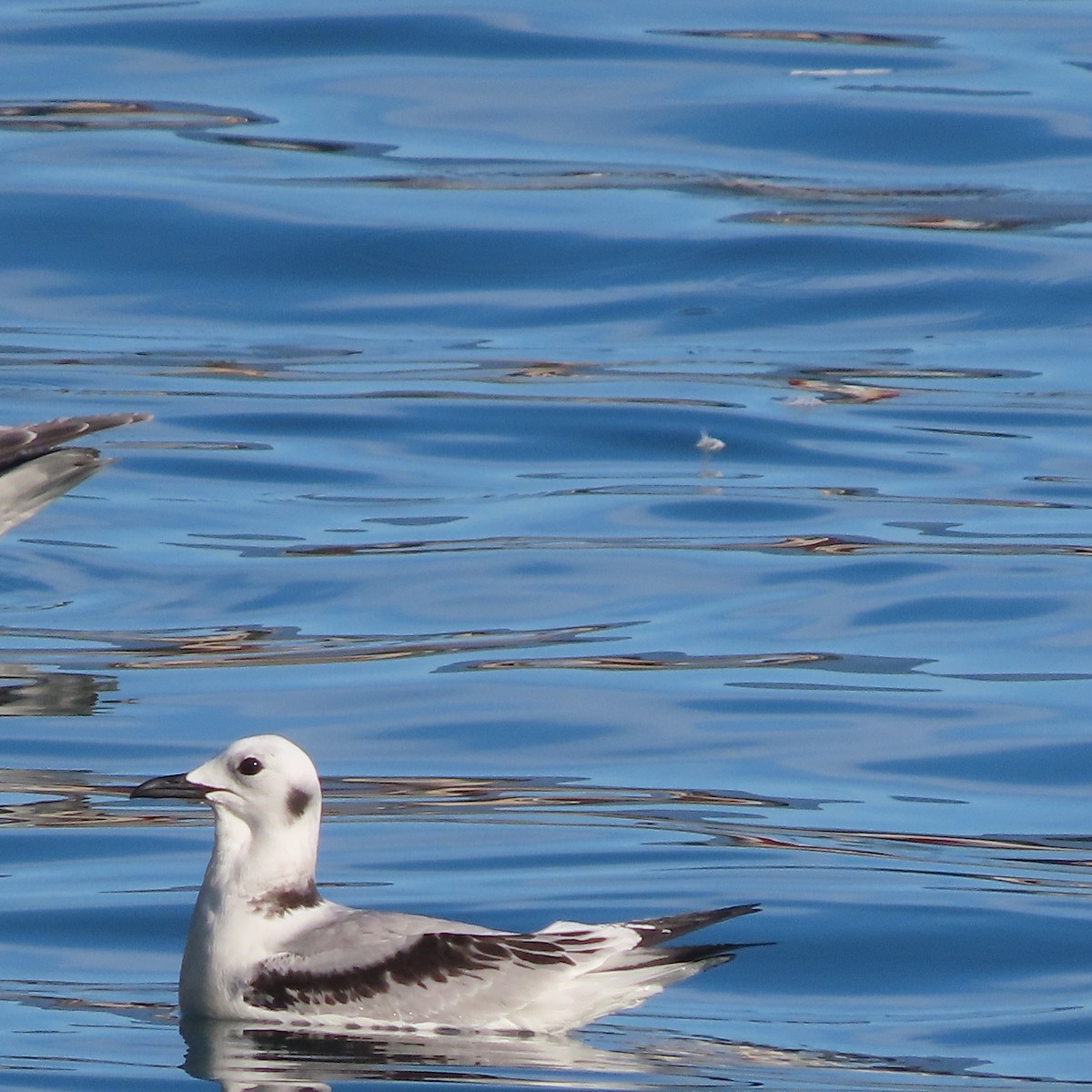 Black-legged Kittiwake - ML642956004