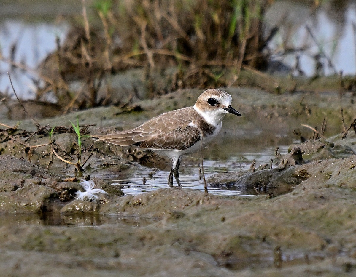 Kentish Plover - ML642956008