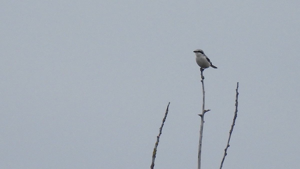 Great Gray Shrike (Great Gray) - ML642956016
