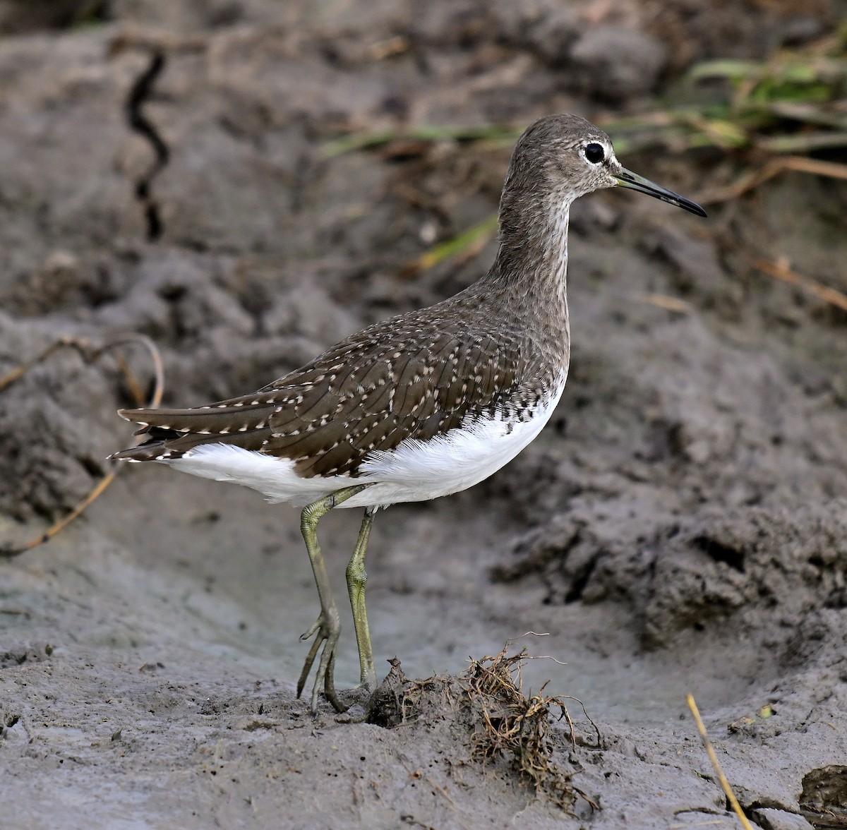 Green Sandpiper - ML642956022