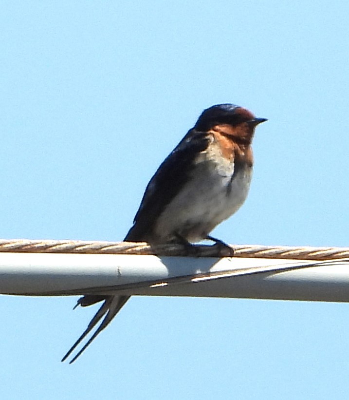 Welcome Swallow - ML642956023