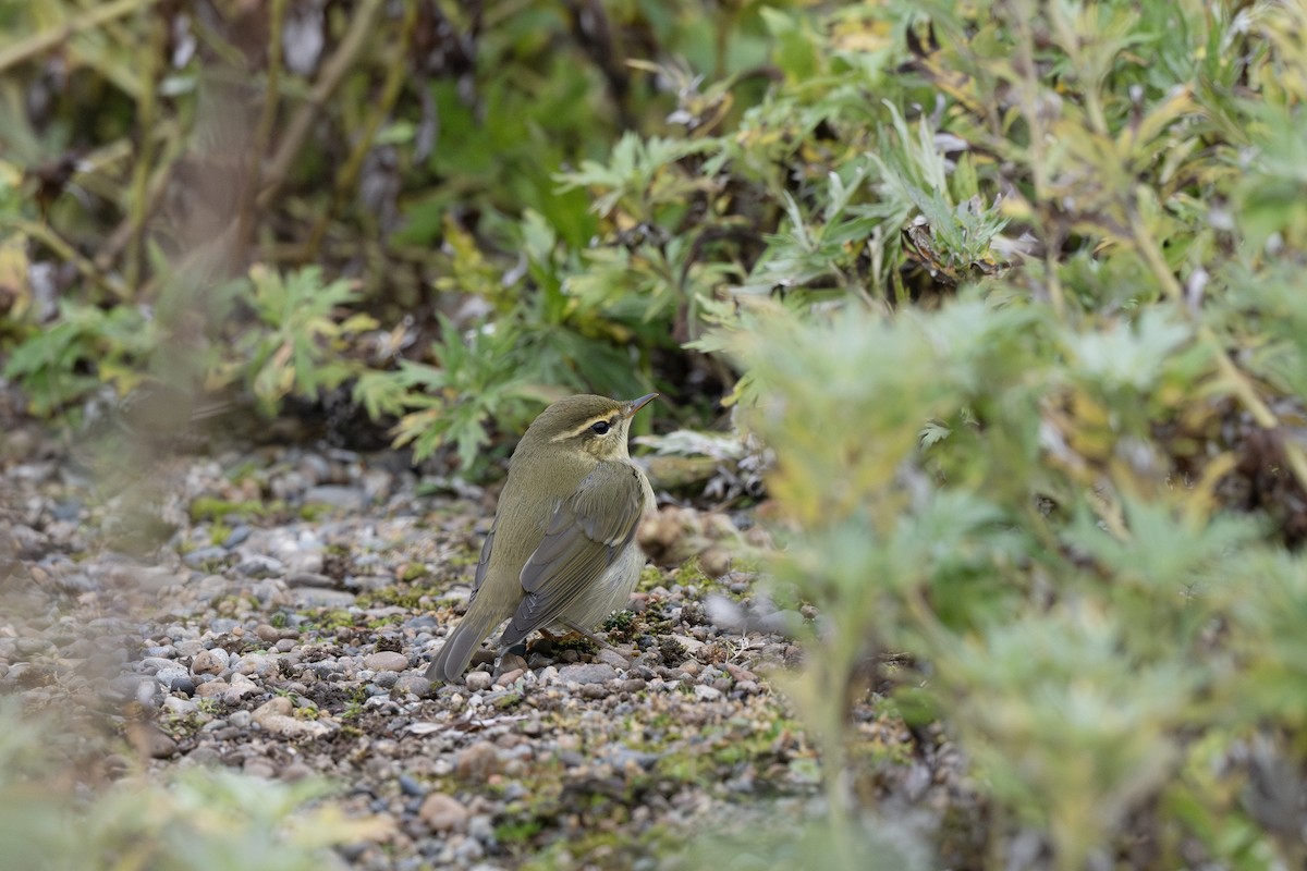 Arctic Warbler - ML642956024