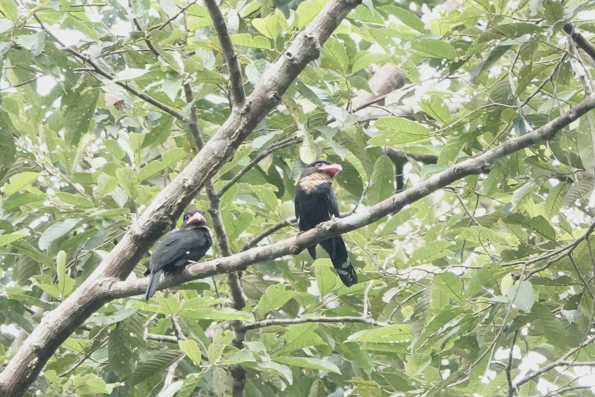 Dusky Broadbill - ML642956025