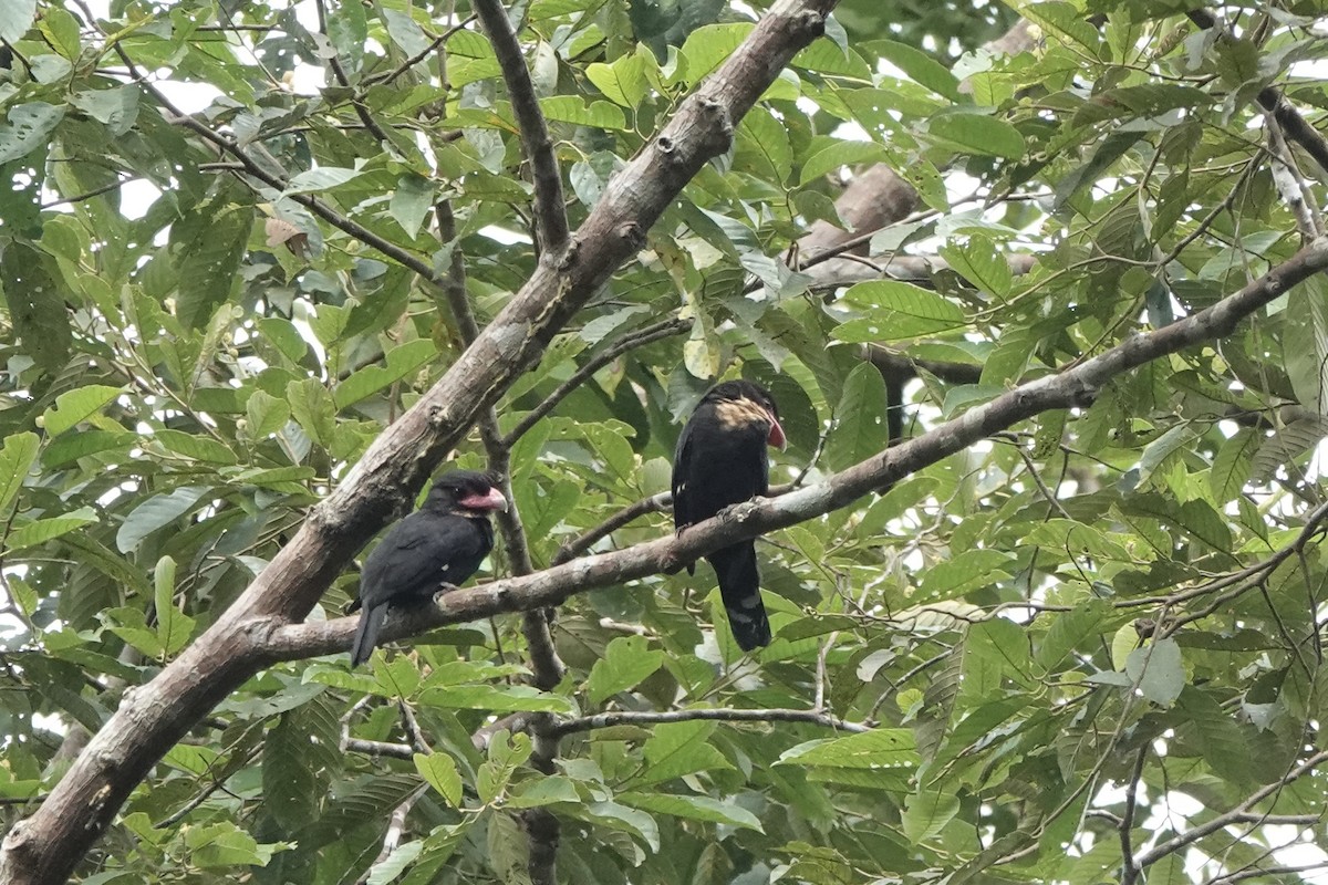 Dusky Broadbill - ML642956026