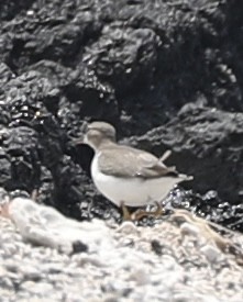 Spotted Sandpiper - ML642956028